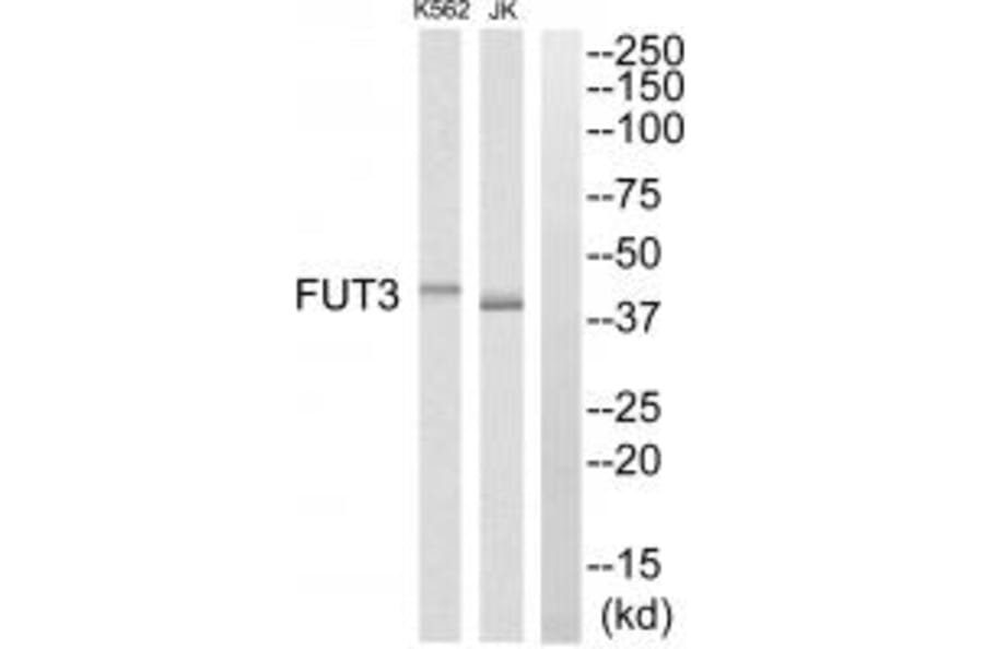 Western blot - FUT3 Antibody from Signalway Antibody (34693) - Antibodies.com
