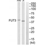 Western blot - FUT3 Antibody from Signalway Antibody (34693) - Antibodies.com