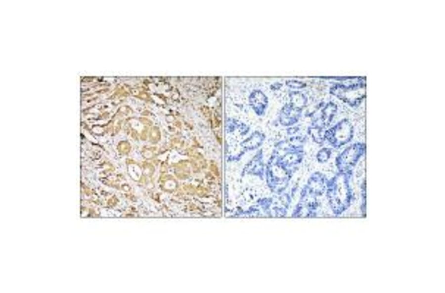 Immunohistochemistry - FUT3 Antibody from Signalway Antibody (34693) - Antibodies.com