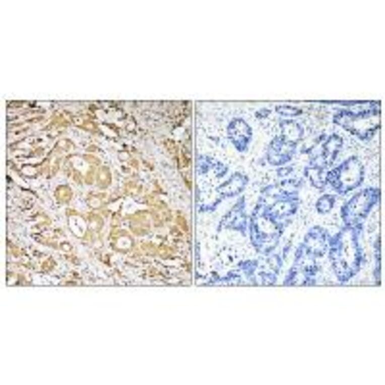 Immunohistochemistry - FUT3 Antibody from Signalway Antibody (34693) - Antibodies.com