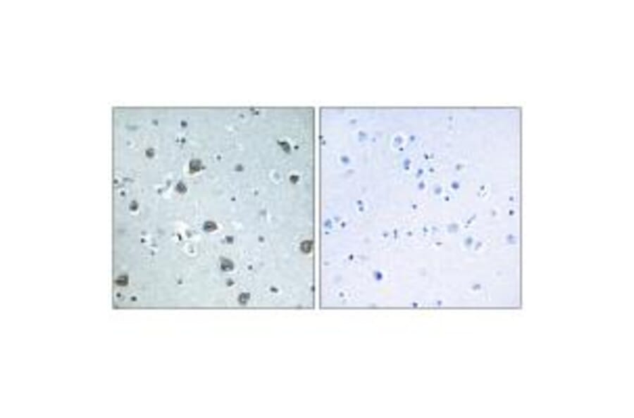 Immunohistochemistry - GNAL Antibody from Signalway Antibody (34727) - Antibodies.com