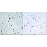 Immunohistochemistry - GNAL Antibody from Signalway Antibody (34727) - Antibodies.com