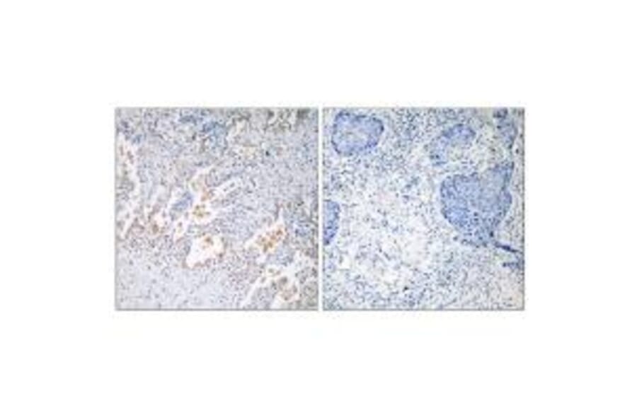 Immunohistochemistry - GNB5 Antibody from Signalway Antibody (34730) - Antibodies.com