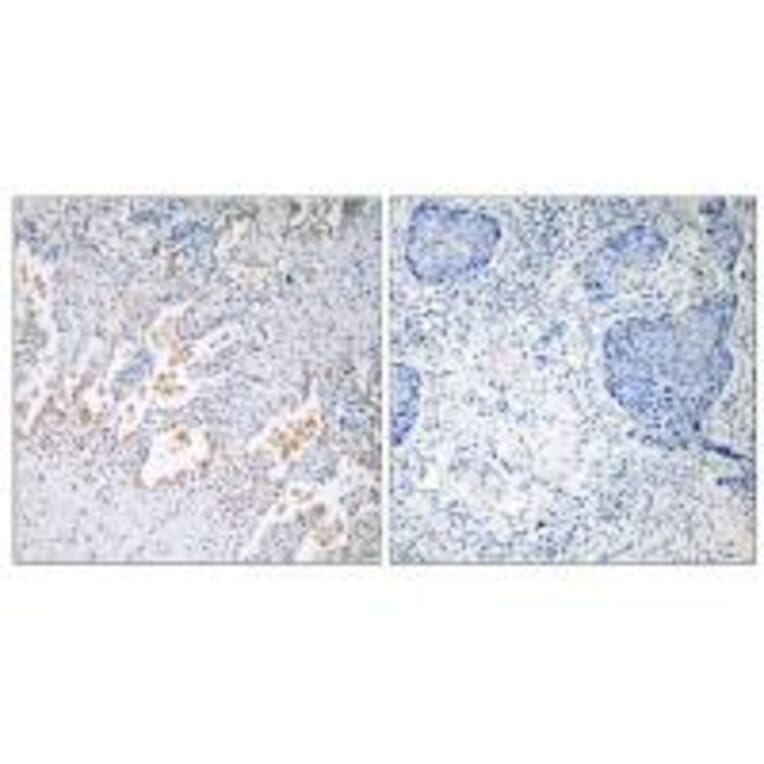 Immunohistochemistry - GNB5 Antibody from Signalway Antibody (34730) - Antibodies.com