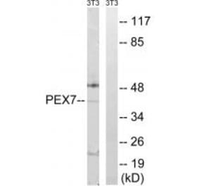 Western blot - PEX7 Antibody from Signalway Antibody (34895) - Antibodies.com