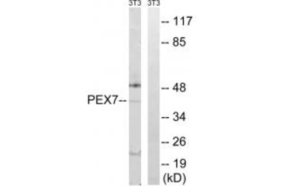 Western blot - PEX7 Antibody from Signalway Antibody (34895) - Antibodies.com