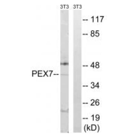 Western blot - PEX7 Antibody from Signalway Antibody (34895) - Antibodies.com