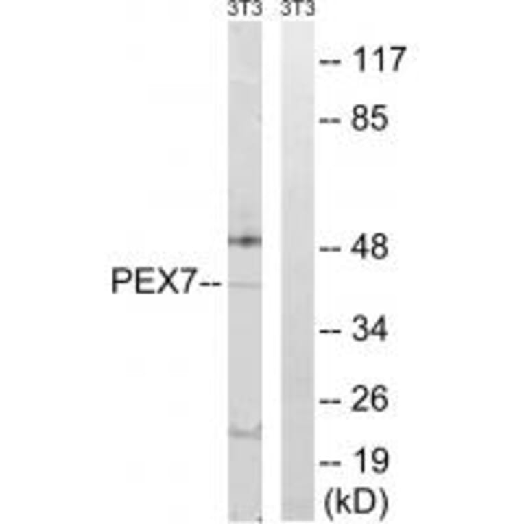 Western blot - PEX7 Antibody from Signalway Antibody (34895) - Antibodies.com