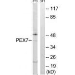 Western blot - PEX7 Antibody from Signalway Antibody (34895) - Antibodies.com