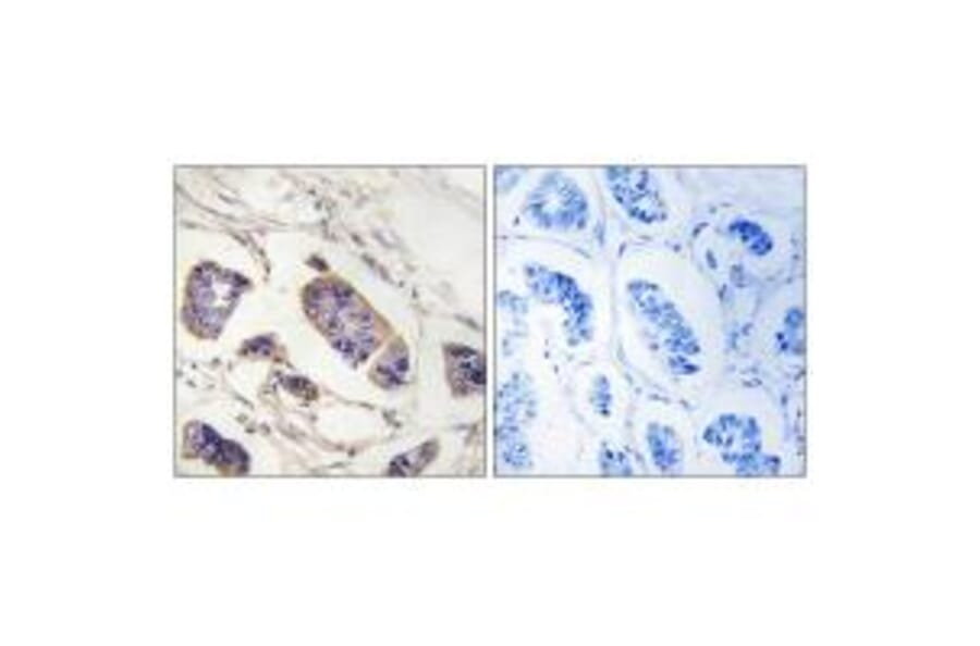Immunohistochemistry - PEX7 Antibody from Signalway Antibody (34895) - Antibodies.com