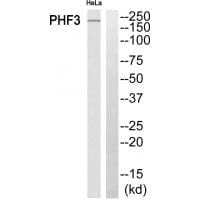 Western blot analysis of extracts from Hela cells, using PHF3 antibody #34899.