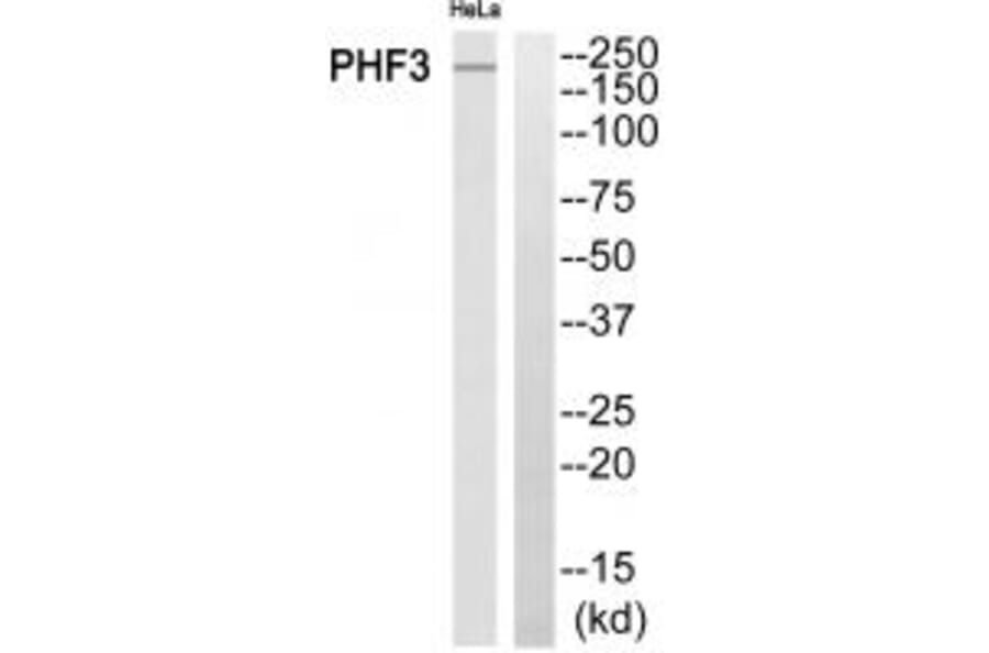Western blot - PHF3 Antibody from Signalway Antibody (34899) - Antibodies.com
