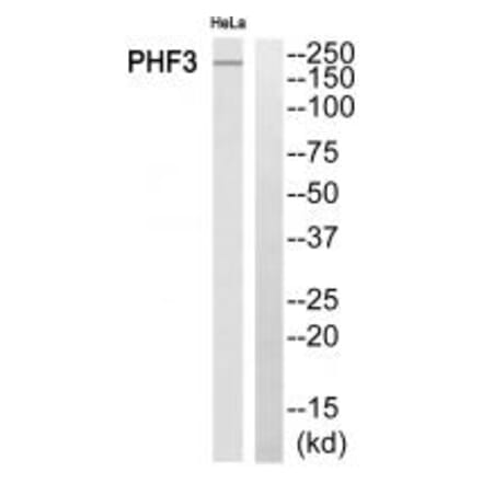 Western blot - PHF3 Antibody from Signalway Antibody (34899) - Antibodies.com
