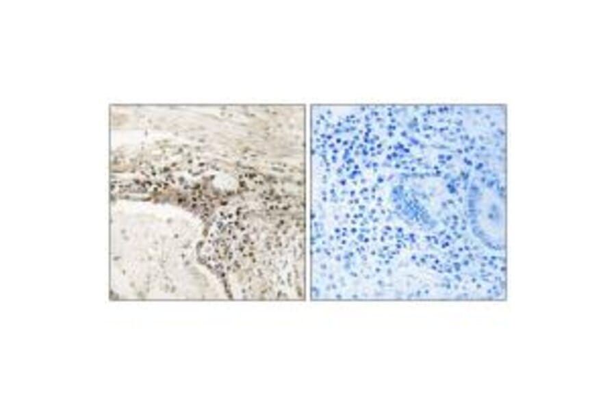 Immunohistochemistry - SSH3 Antibody from Signalway Antibody (34935) - Antibodies.com