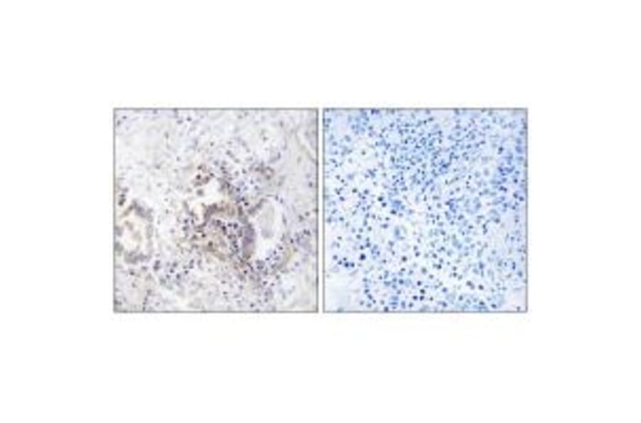 Immunohistochemistry - CHML Antibody from Signalway Antibody (34948) - Antibodies.com