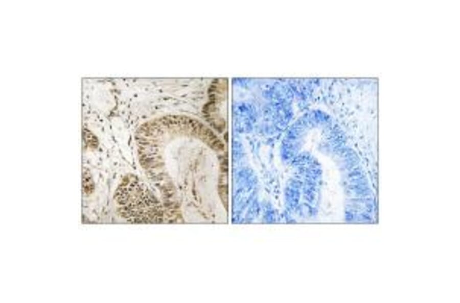 Immunohistochemistry - RGS1 Antibody from Signalway Antibody (34979) - Antibodies.com