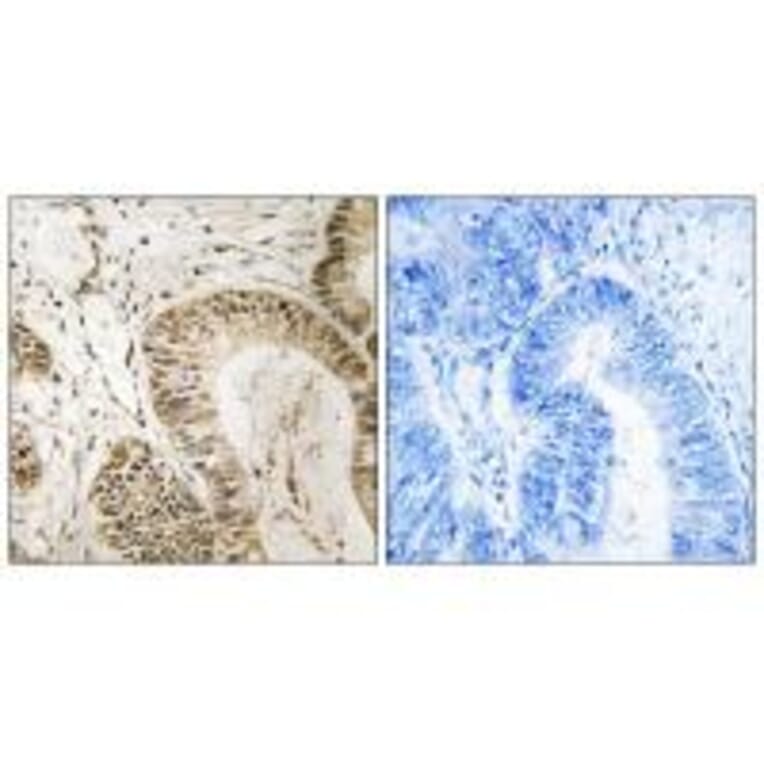 Immunohistochemistry - RGS1 Antibody from Signalway Antibody (34979) - Antibodies.com