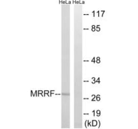 Western blot - MRRF Antibody from Signalway Antibody (35003) - Antibodies.com