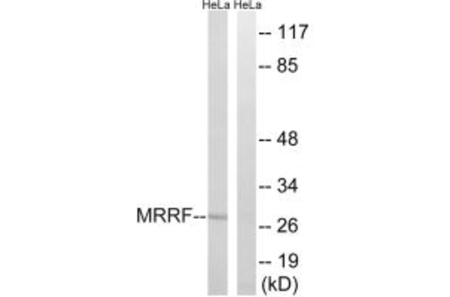 Western blot - MRRF Antibody from Signalway Antibody (35003) - Antibodies.com