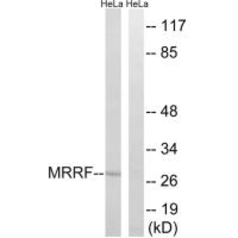 Western blot - MRRF Antibody from Signalway Antibody (35003) - Antibodies.com