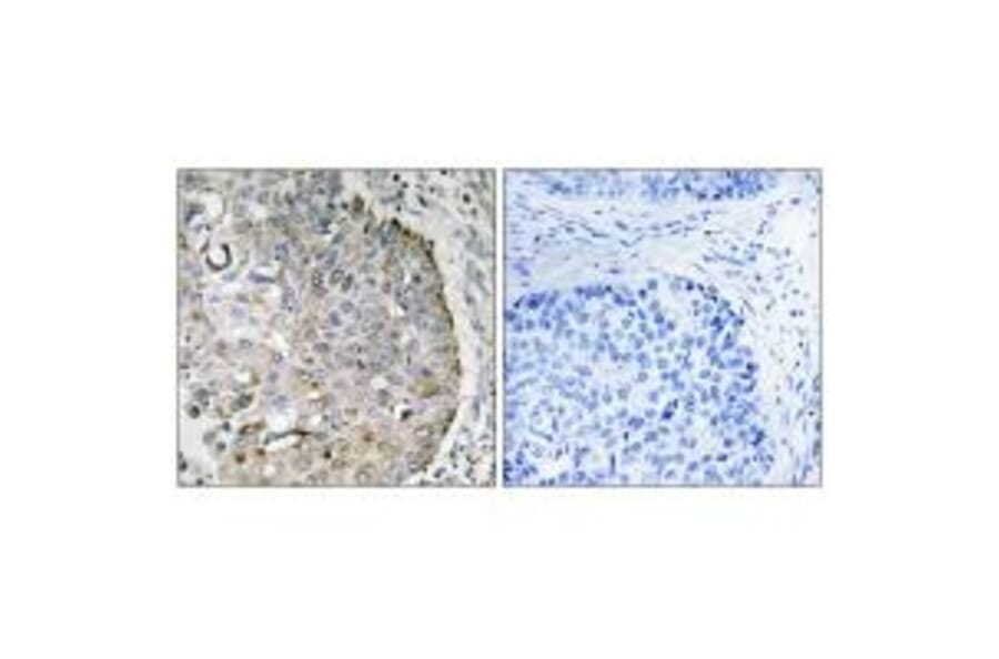 Immunohistochemistry - MRRF Antibody from Signalway Antibody (35003) - Antibodies.com