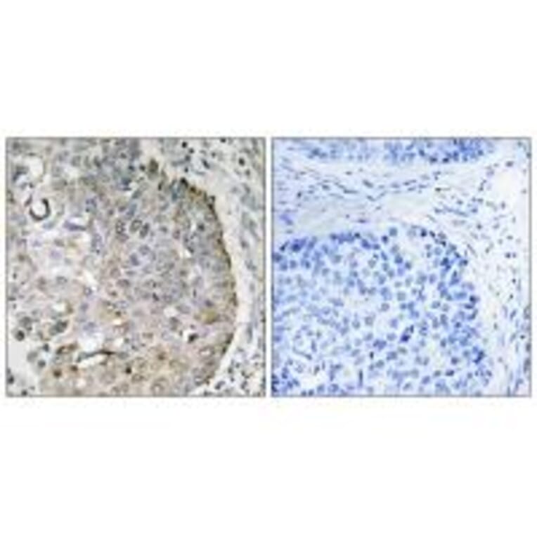 Immunohistochemistry - MRRF Antibody from Signalway Antibody (35003) - Antibodies.com