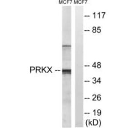 Western blot - PRKX Antibody from Signalway Antibody (35025) - Antibodies.com