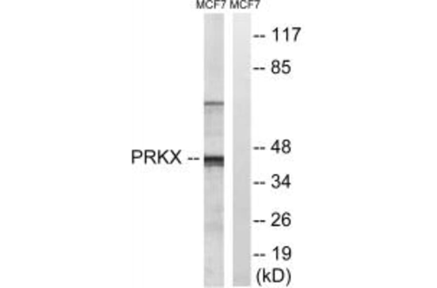 Western blot - PRKX Antibody from Signalway Antibody (35025) - Antibodies.com