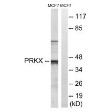 Western blot - PRKX Antibody from Signalway Antibody (35025) - Antibodies.com