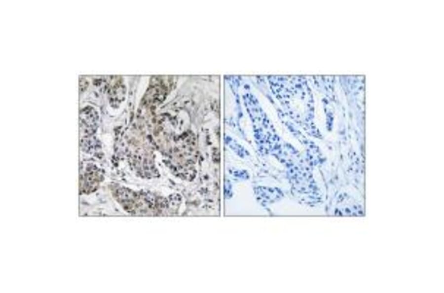 Immunohistochemistry - PRKX Antibody from Signalway Antibody (35025) - Antibodies.com