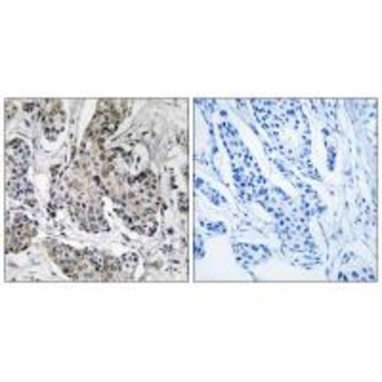 Immunohistochemistry - PRKX Antibody from Signalway Antibody (35025) - Antibodies.com