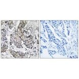 Immunohistochemistry - PRKX Antibody from Signalway Antibody (35025) - Antibodies.com