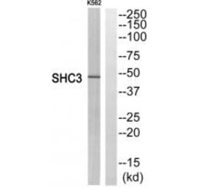 Western blot - SHC3 Antibody from Signalway Antibody (35048) - Antibodies.com