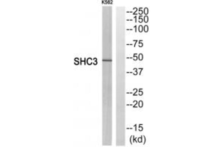 Western blot - SHC3 Antibody from Signalway Antibody (35048) - Antibodies.com