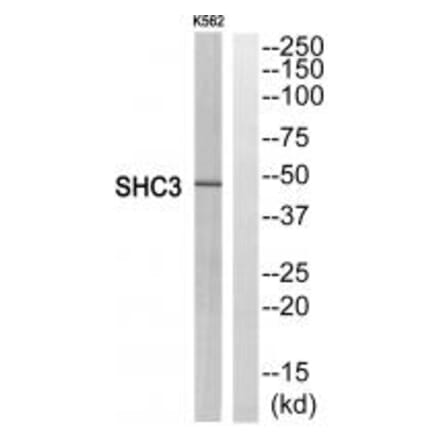 Western blot - SHC3 Antibody from Signalway Antibody (35048) - Antibodies.com