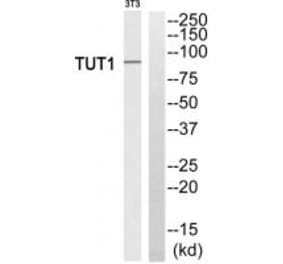 Western blot - TUT1 Antibody from Signalway Antibody (35114) - Antibodies.com