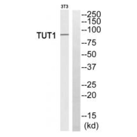 Western blot - TUT1 Antibody from Signalway Antibody (35114) - Antibodies.com