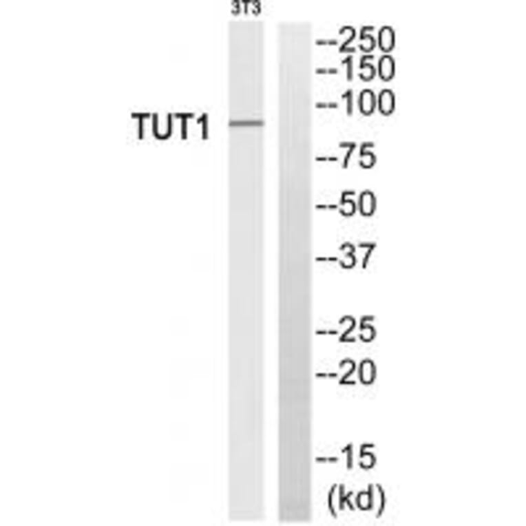 Western blot - TUT1 Antibody from Signalway Antibody (35114) - Antibodies.com