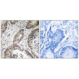 Immunohistochemistry - TUT1 Antibody from Signalway Antibody (35114) - Antibodies.com