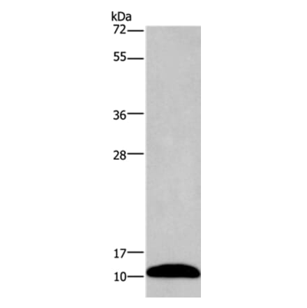 PCP4 Antibody from Signalway Antibody (35549) - Antibodies.com