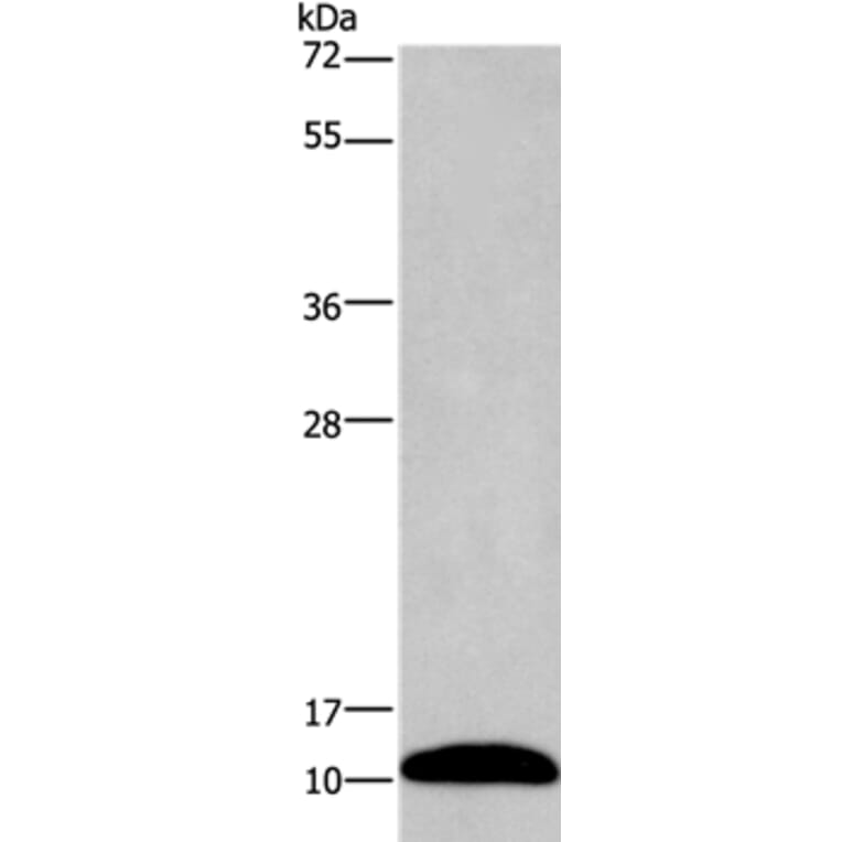 PCP4 Antibody from Signalway Antibody (35549) - Antibodies.com