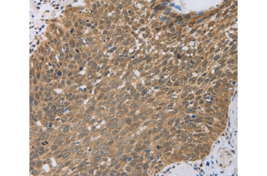 Immunohistochemistry - PCP4 Antibody from Signalway Antibody (35549) - Antibodies.com