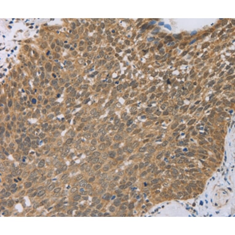 Immunohistochemistry - PCP4 Antibody from Signalway Antibody (35549) - Antibodies.com