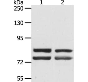 DDX4 Antibody from Signalway Antibody (35554) - Antibodies.com