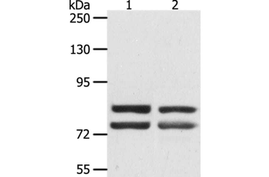 DDX4 Antibody from Signalway Antibody (35554) - Antibodies.com