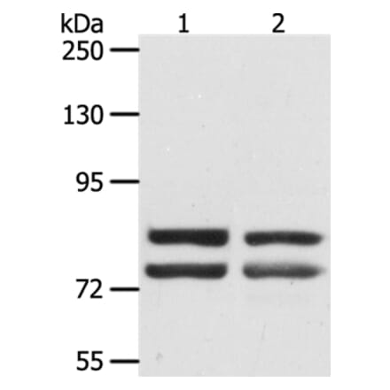 DDX4 Antibody from Signalway Antibody (35554) - Antibodies.com