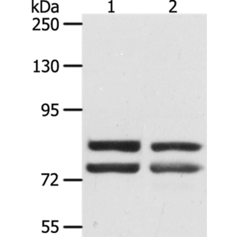 DDX4 Antibody from Signalway Antibody (35554) - Antibodies.com