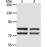 DDX4 Antibody from Signalway Antibody (35554) - Antibodies.com