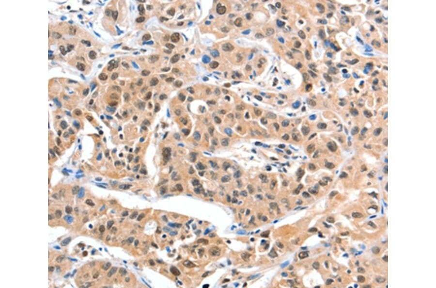 Immunohistochemistry - DDX4 Antibody from Signalway Antibody (35554) - Antibodies.com