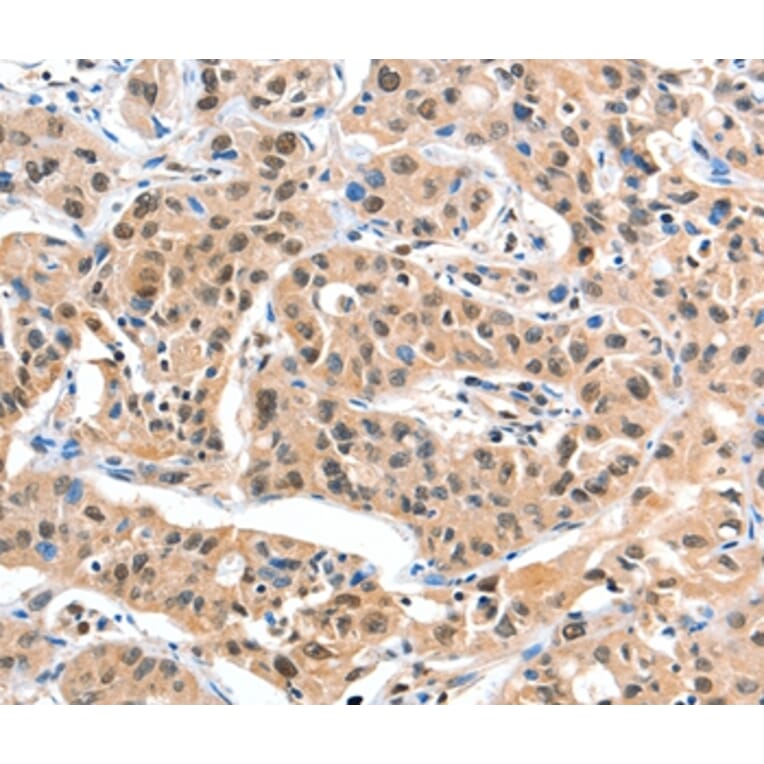 Immunohistochemistry - DDX4 Antibody from Signalway Antibody (35554) - Antibodies.com